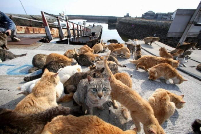 猫岛